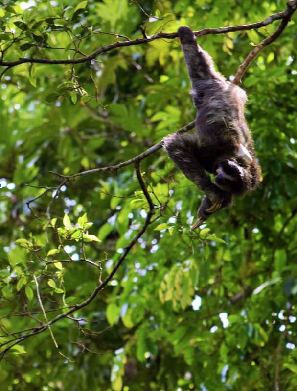 1-sloth-costa-rica-in-tree