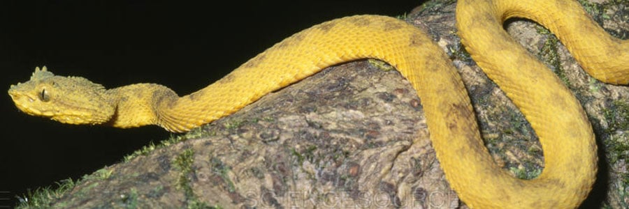 Eyelash Palm Pit Viper -Bothriechis shclegelii
