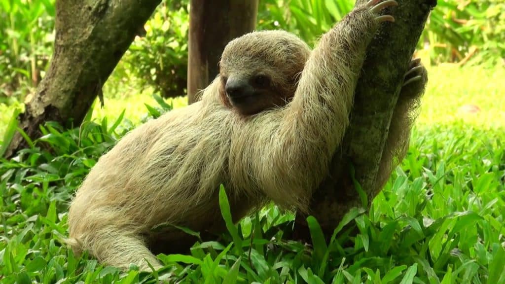 sloth-poo-dance