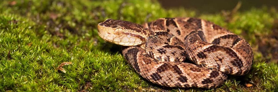 Fer-de-Lance/Terciopelo -Bothrops asper