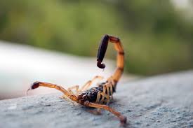 scorpions-danger-costa-rica